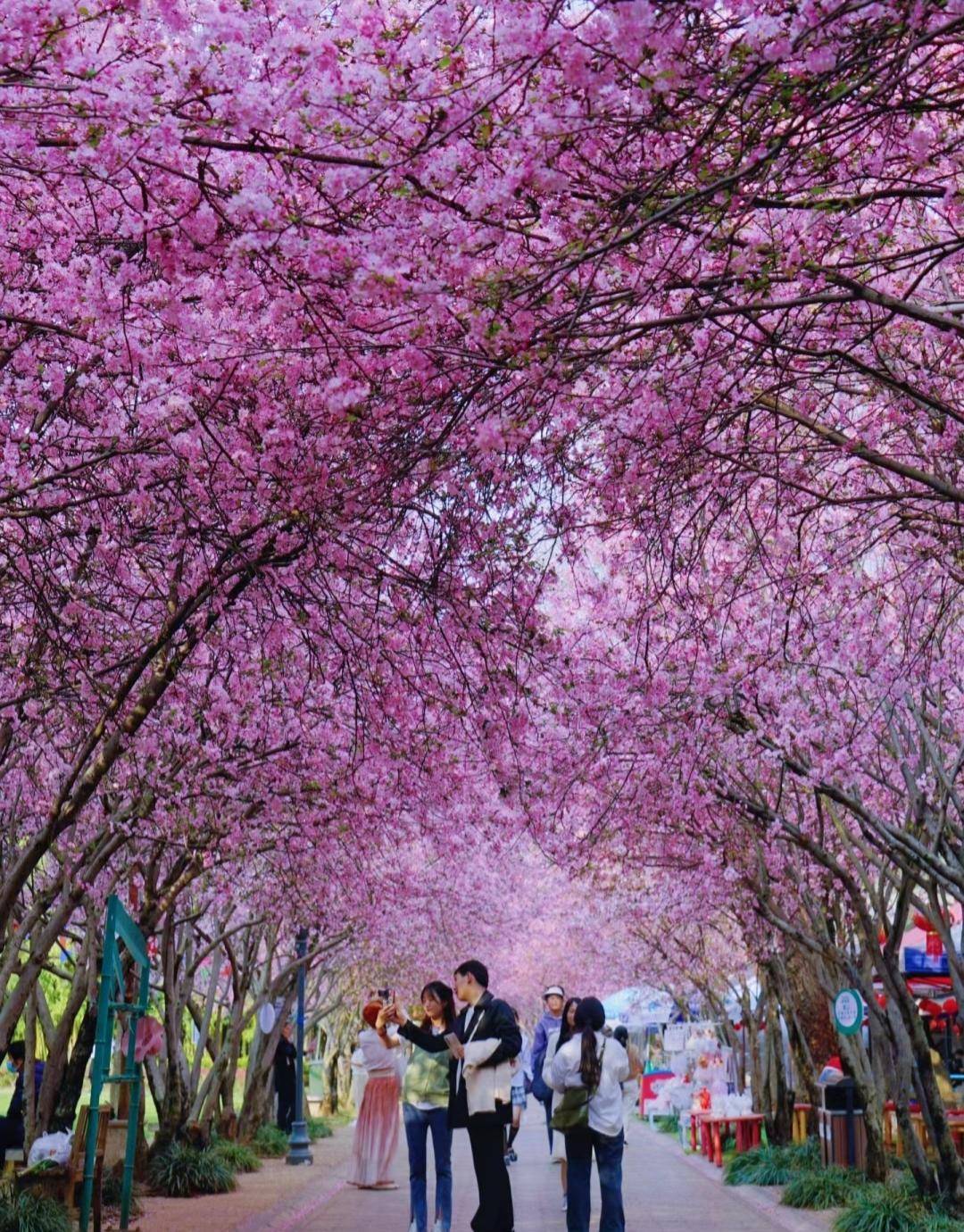 云南一种花因"花色太美"为"百花之尊"_海棠花_http_html