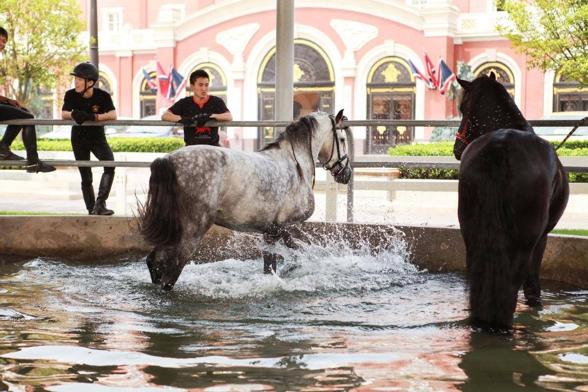 海澜骑手荣膺亚运会双项先进奖项_马术_比赛_少年