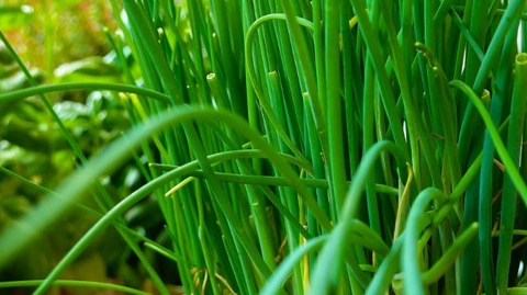 维生素_胡萝卜素_橄榄