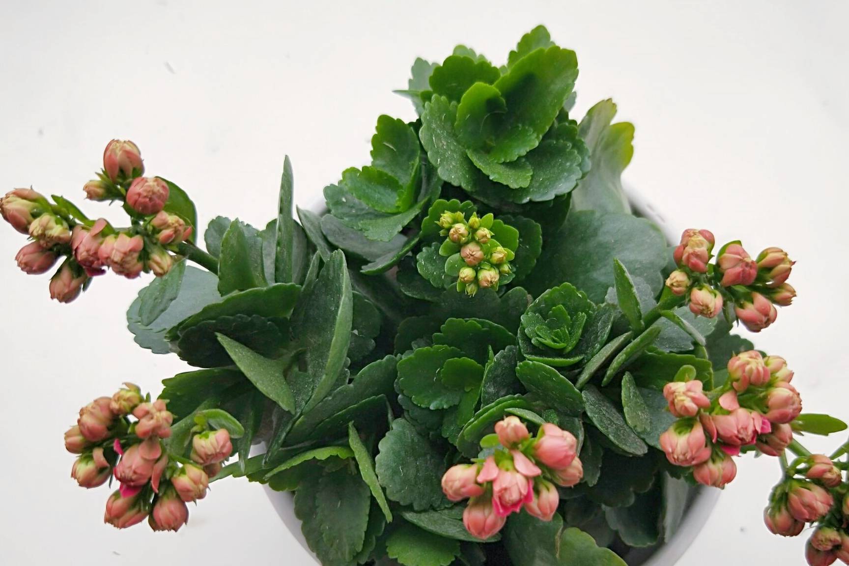 原创长寿花长满花苞距离开花只差1步如何养护开花