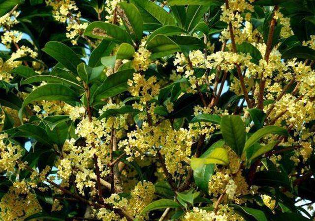 银杏树_桂花_俗语