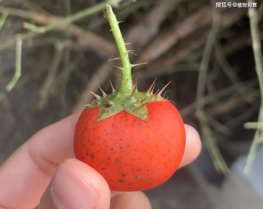 刺天茄入药部位图片