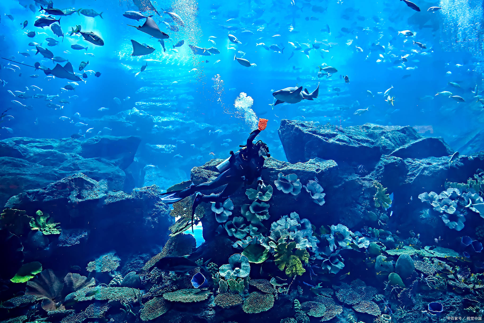 海底世界拥有丰富多样的海洋生物,包括各类鱼类,海龟,水母等