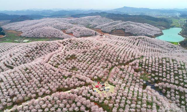 安顺平坝樱花门票图片