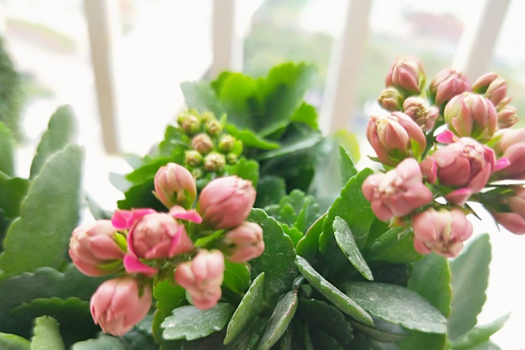 原创长寿花长满花苞距离开花只差1步如何养护开花