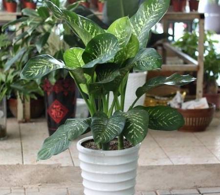 原创室内什么植物净化空气好绿植万年青效果好观赏度还很高