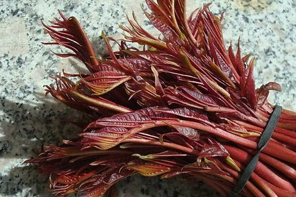 超过百元一斤的香椿,2019第一季度就无法实现"香椿财务自由"!_进行_蔬