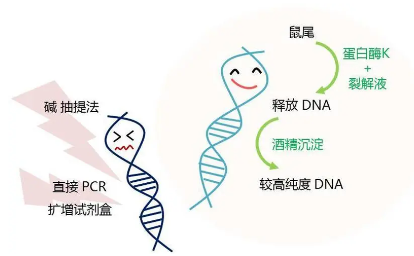 达安科普分子诊断技术肝炎诊断解决方案技术原理解析