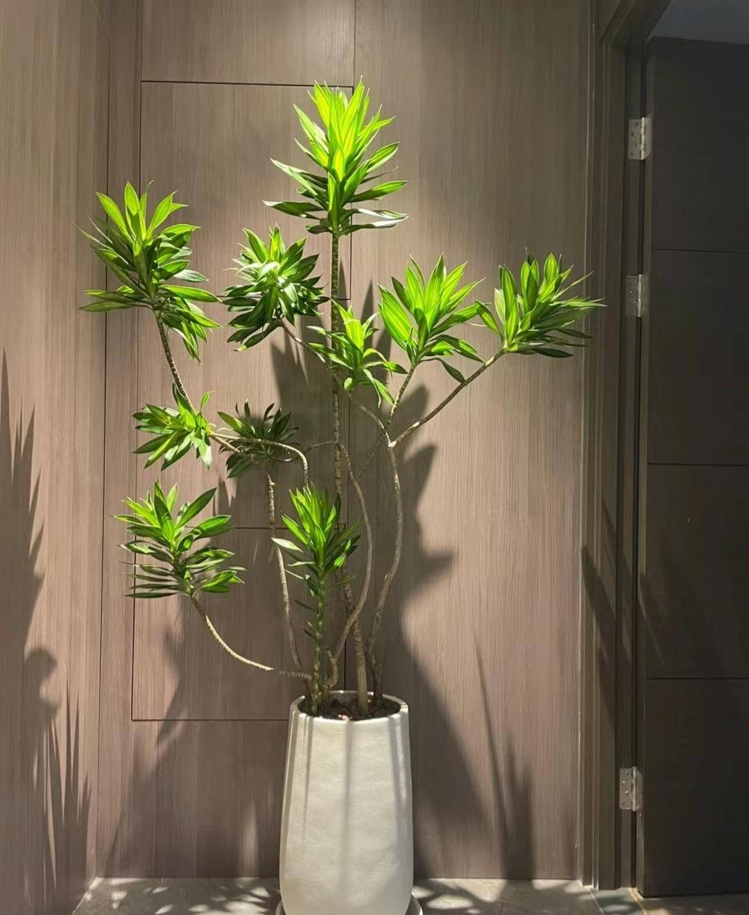 颜值爆表走红的绿植放玄关和客厅都高级