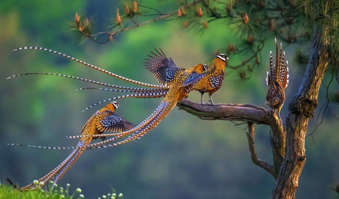 白冠长尾雉/董寨管理局董寨林场1982年被批准为省级鸟类自然保护区