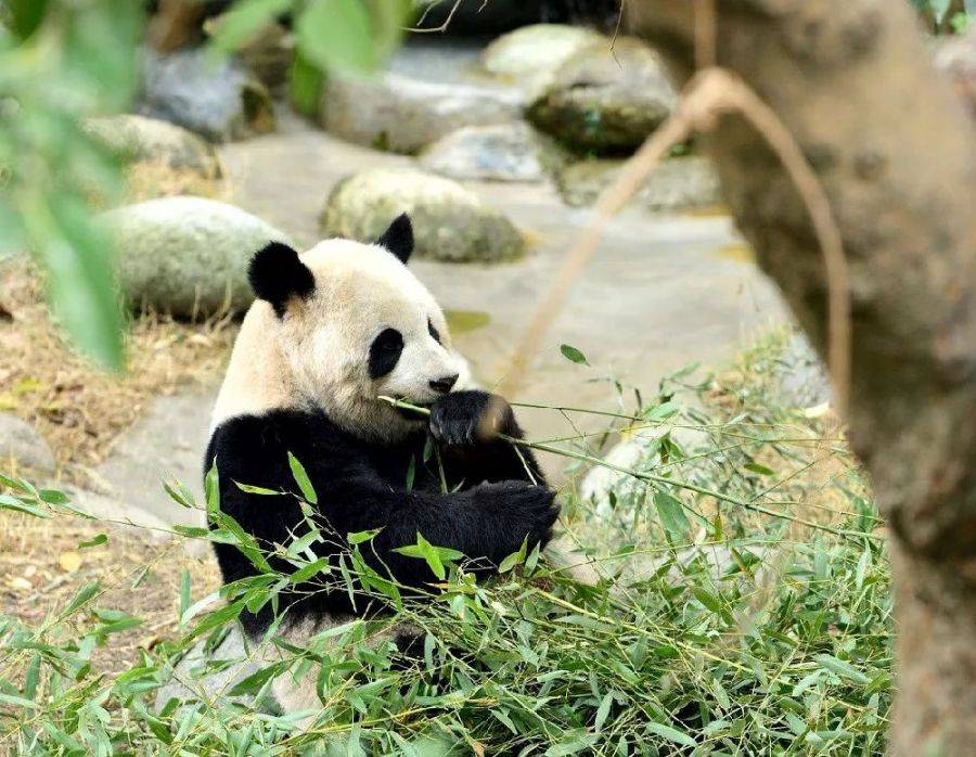 带外地朋友逛成都 成都三日游详细攻略_春熙路_地铁_熊猫基地