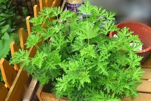 卧室养花"有讲究",养这3种花,夏天能"驱蚊",有小孩一定养_植株_猪笼草