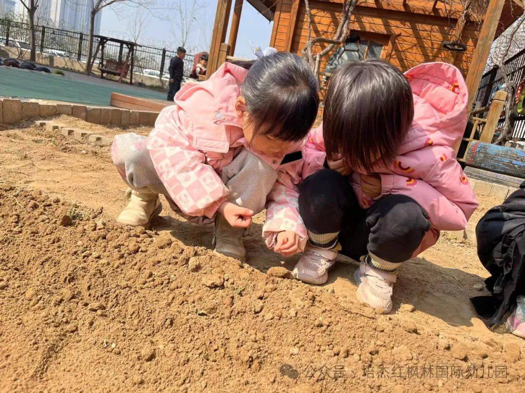 红枫林的小朋友用行动一起期待蔬菜02发芽97吧03我们呼吁-spring