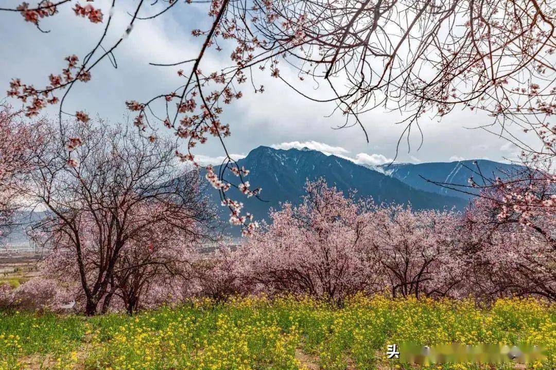 三月西藏看桃花,林芝桃花旅游路线,看完这篇马上出发_波密_雪山_前往