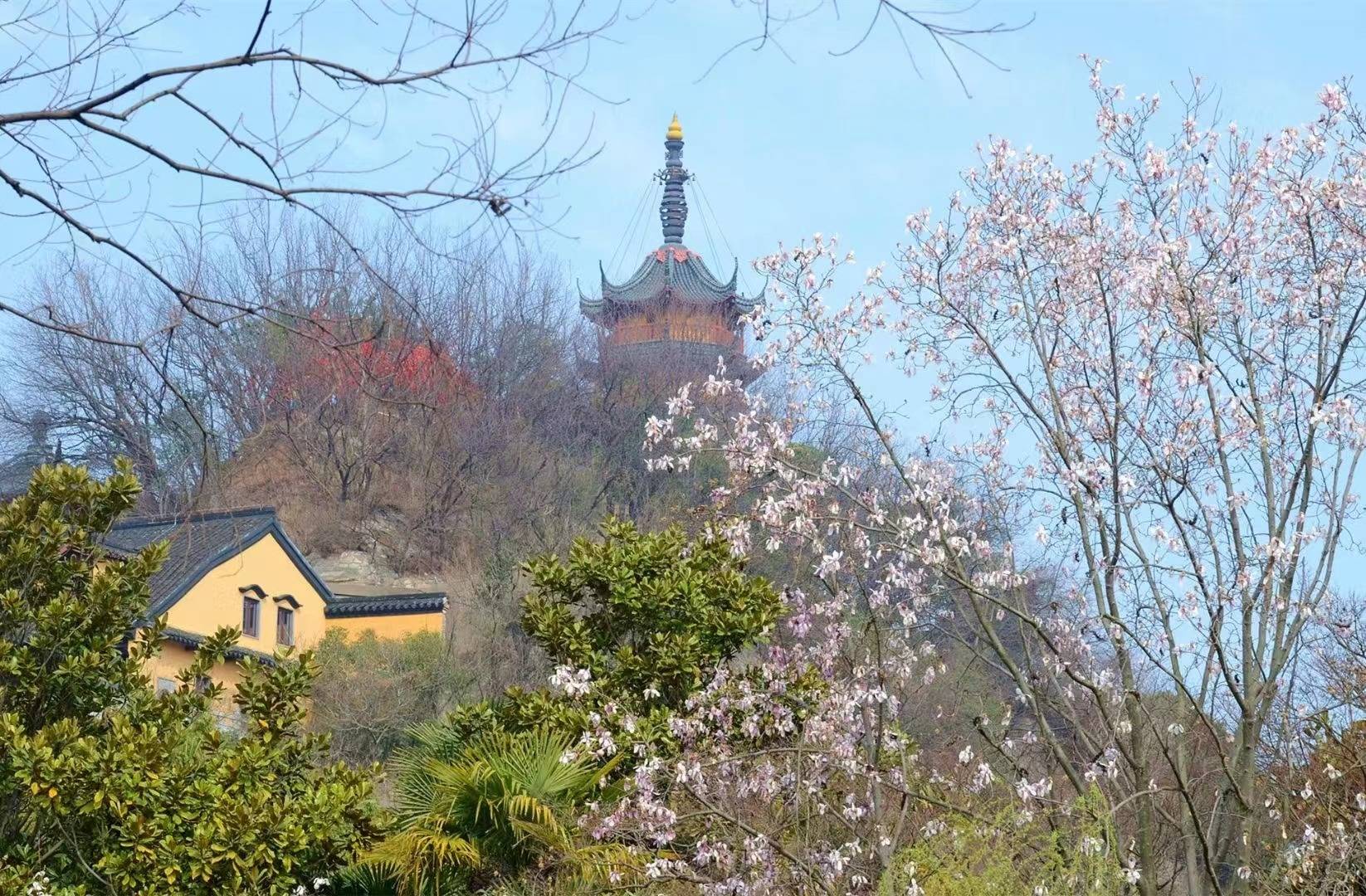 一起来镇江"追花"吧_焦山_金山公园_南山