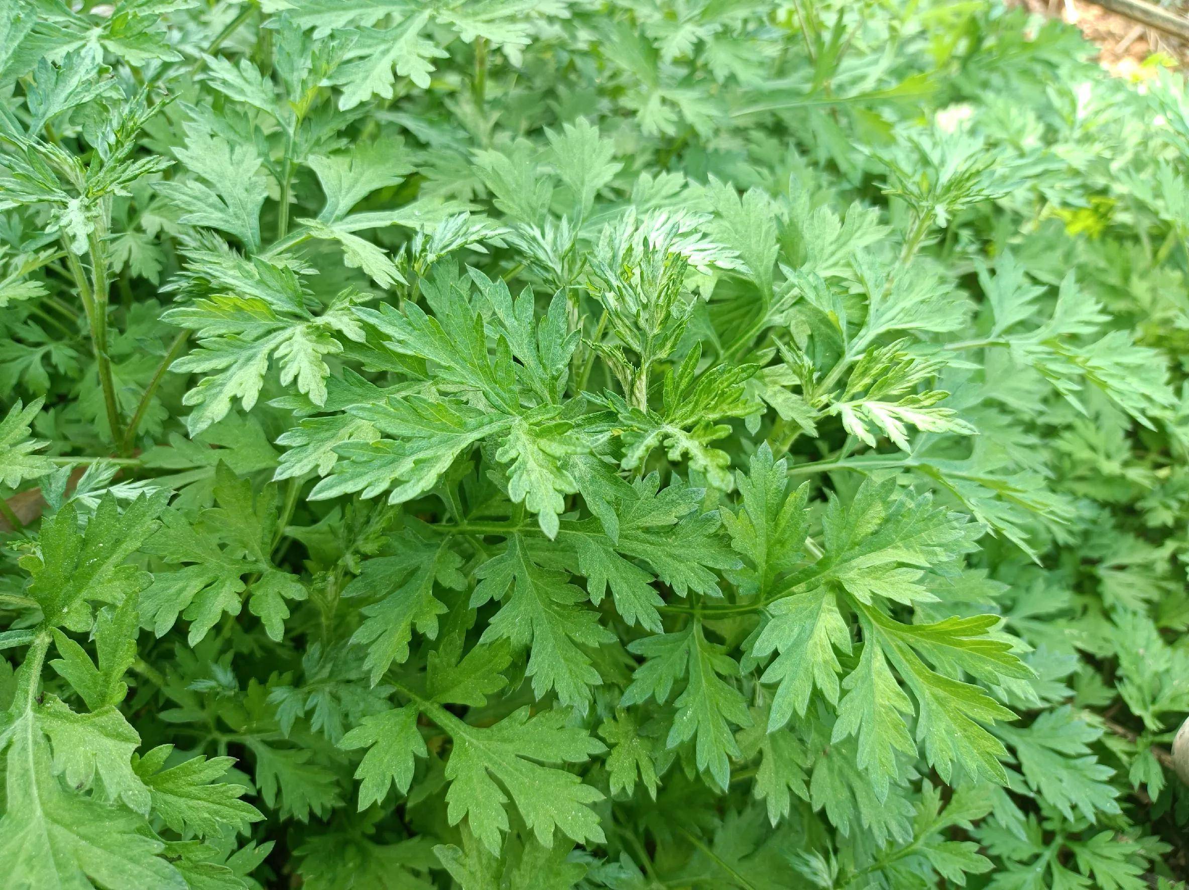 广西农村野菜图片