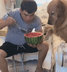 原创绝顶聪明又通人性的金毛犬想不到也有皮皮的时候