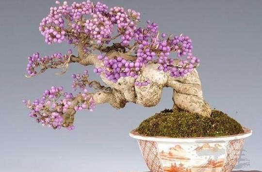 又到紫藤吐艳时作为蔓木4品之一紫藤盆景评价极高