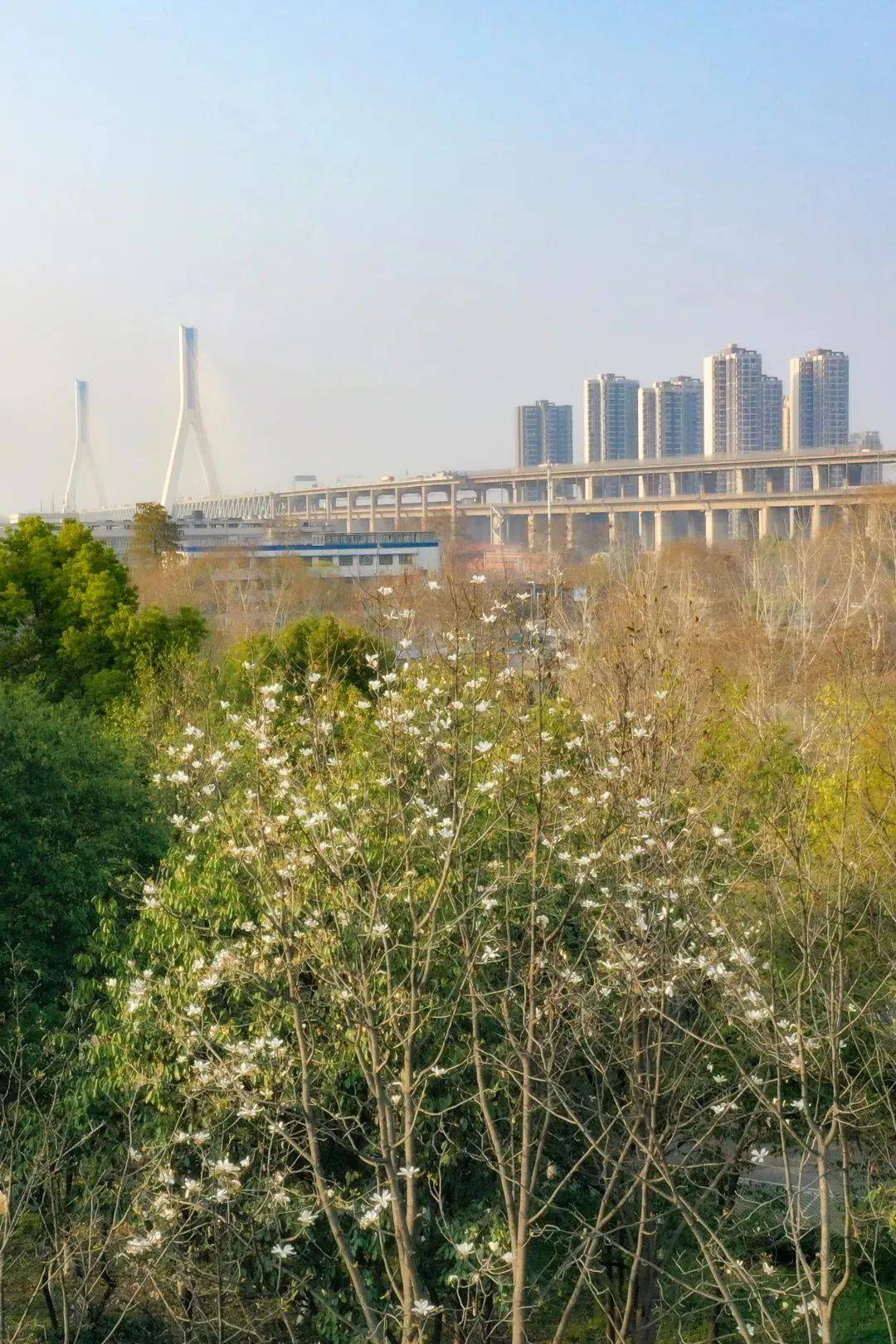武汉市钢城第十三中学图片