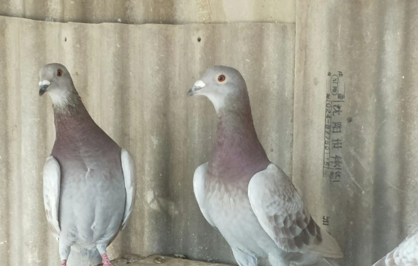 原创人用药治信鸽常见病省钱又实惠