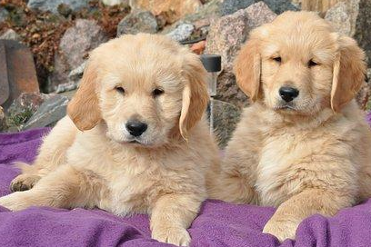 狗年行大运,这12只狗狗都已归类,快来看看你属于哪一类?_柴犬_是一种_