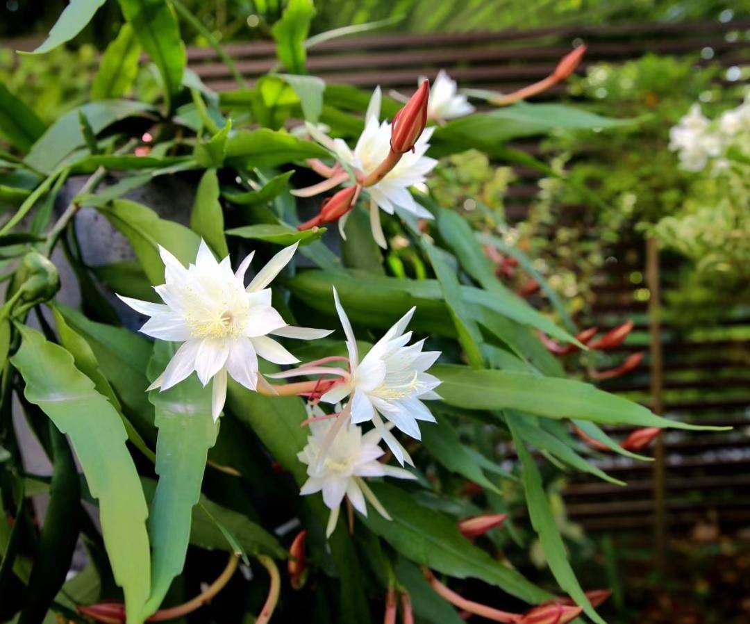 昙花盛开能有多美_html_http_www