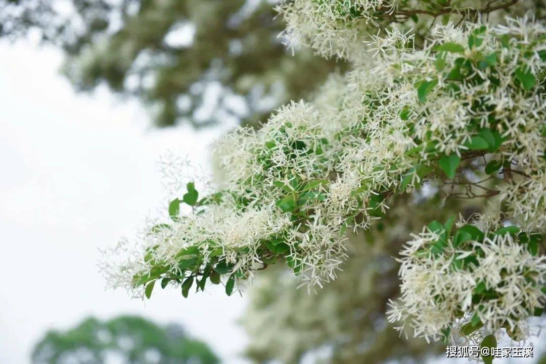 36112植树节丨云南这些稀罕树每棵都是宝