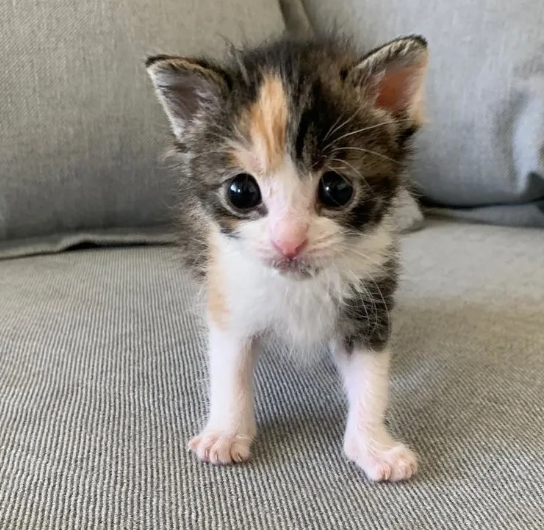 好心男子像猫妈妈一样悉心照顾着小布丁,一个多星期后小布丁体重增加