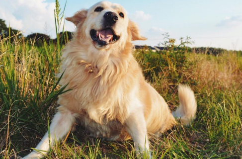 原创老狗是宝护理大龄金毛的四个细节