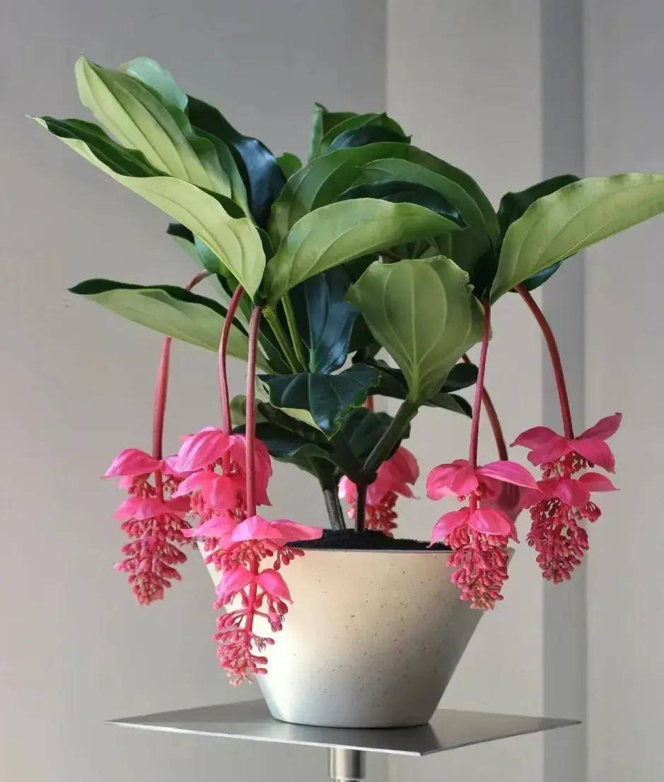 又贵又难养的6种花_倒挂金钟_叶片_植物