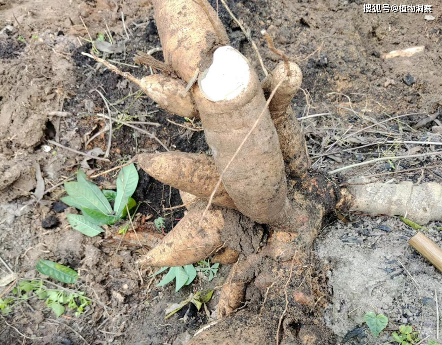 原创木薯又称树薯薯树有3大作用价值极高农民朋友要了解