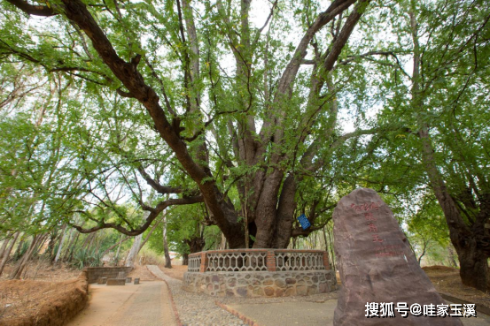 36112植树节丨云南这些稀罕树每棵都是宝