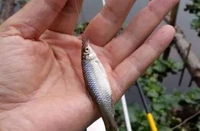 它就是麦穗鱼,是我国的"原住民",也是乡下小溪河边常见的一种鱼类