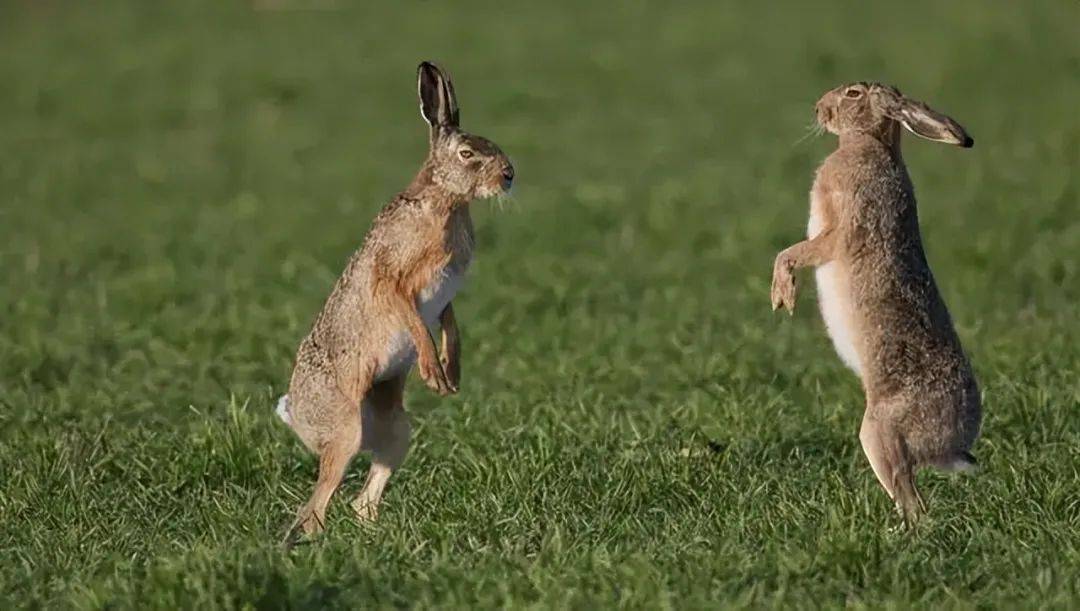 农场野兔横行成灾剿灭队伍带雪貂前往结果惊人