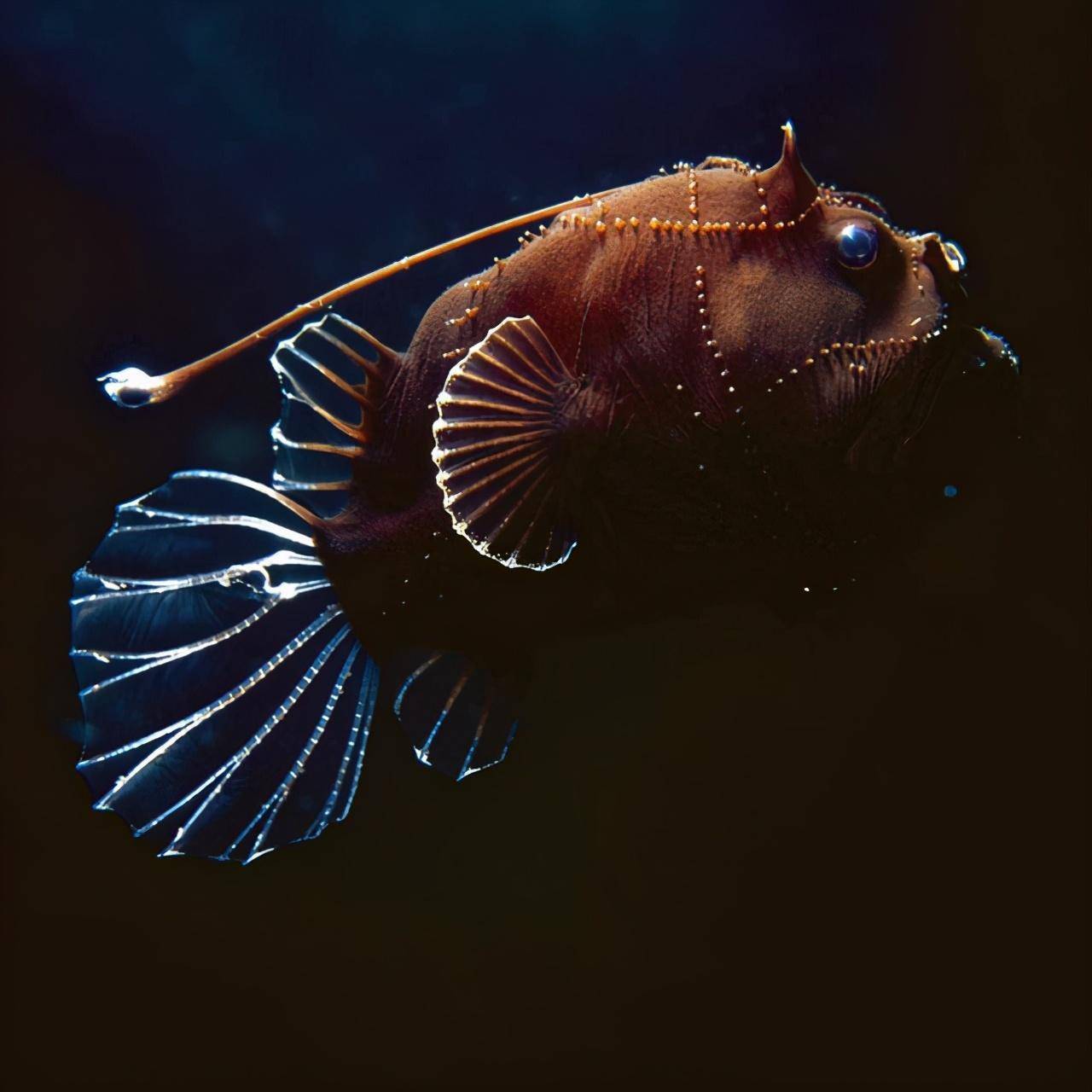 图片中的这头母狮叼着一只小瞪羚,它们也有自己的算盘,有时候狮子叼走