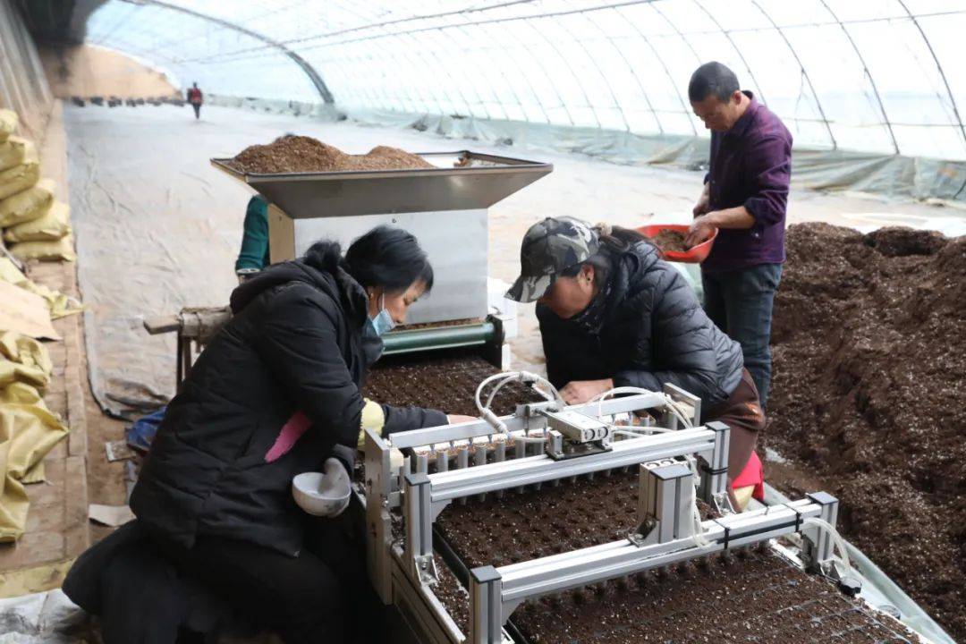阳高县作为我市设施蔬菜生产大县,以龙泉镇,大白登镇,古城镇,王官屯镇