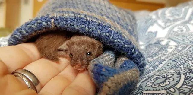 原创45张照片看世界大腿的横切面乾隆的玉玺肝脏移植前后的对比