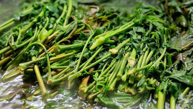 山里的春天是什么样子来秦岭走一走