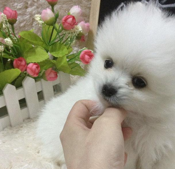 博美犬好养吗,它吃什么?咱们一起来了解下