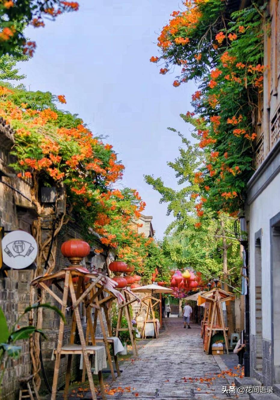 江苏南京这个小巷子里的花开得太美了