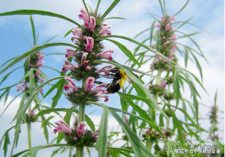 荒地常被轻视的草药益母草有大作用