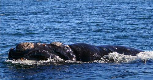 原创清朝一条海鳅搁浅当地村民纷纷去割肉想不到几百人被活活压死