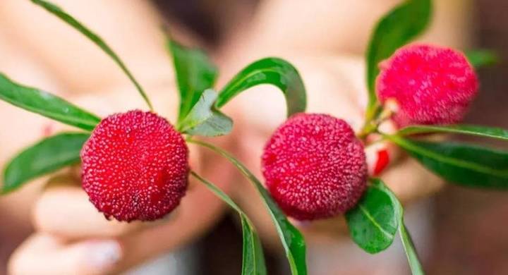 饿货,来点"杨梅"吐气吧,这酸爽!_中国_水果_维生素