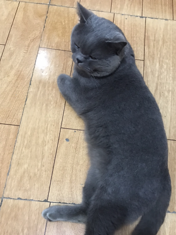 放风时间到了这是一只向往自由的蓝猫