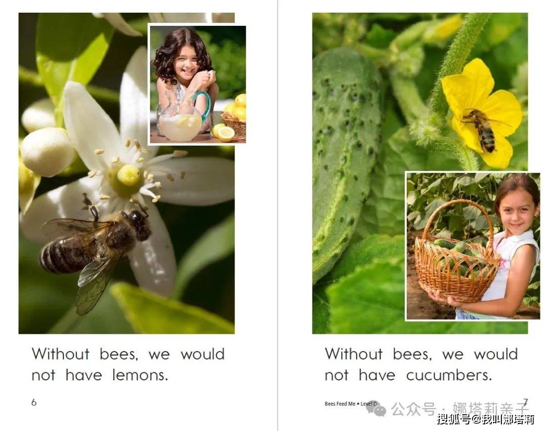 伴读razdbeesfeedme