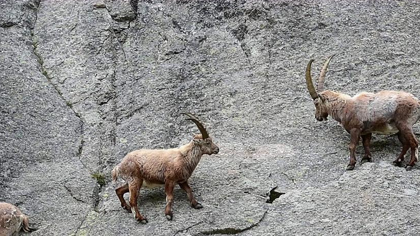 原创这种羊的角长如弯刀还带锯齿主要功能却不是抵御天敌