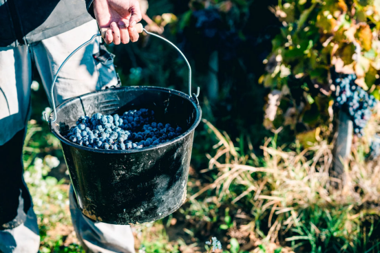 上酒品鉴教皇新堡的传奇拿勒城堡chateaulanerthe