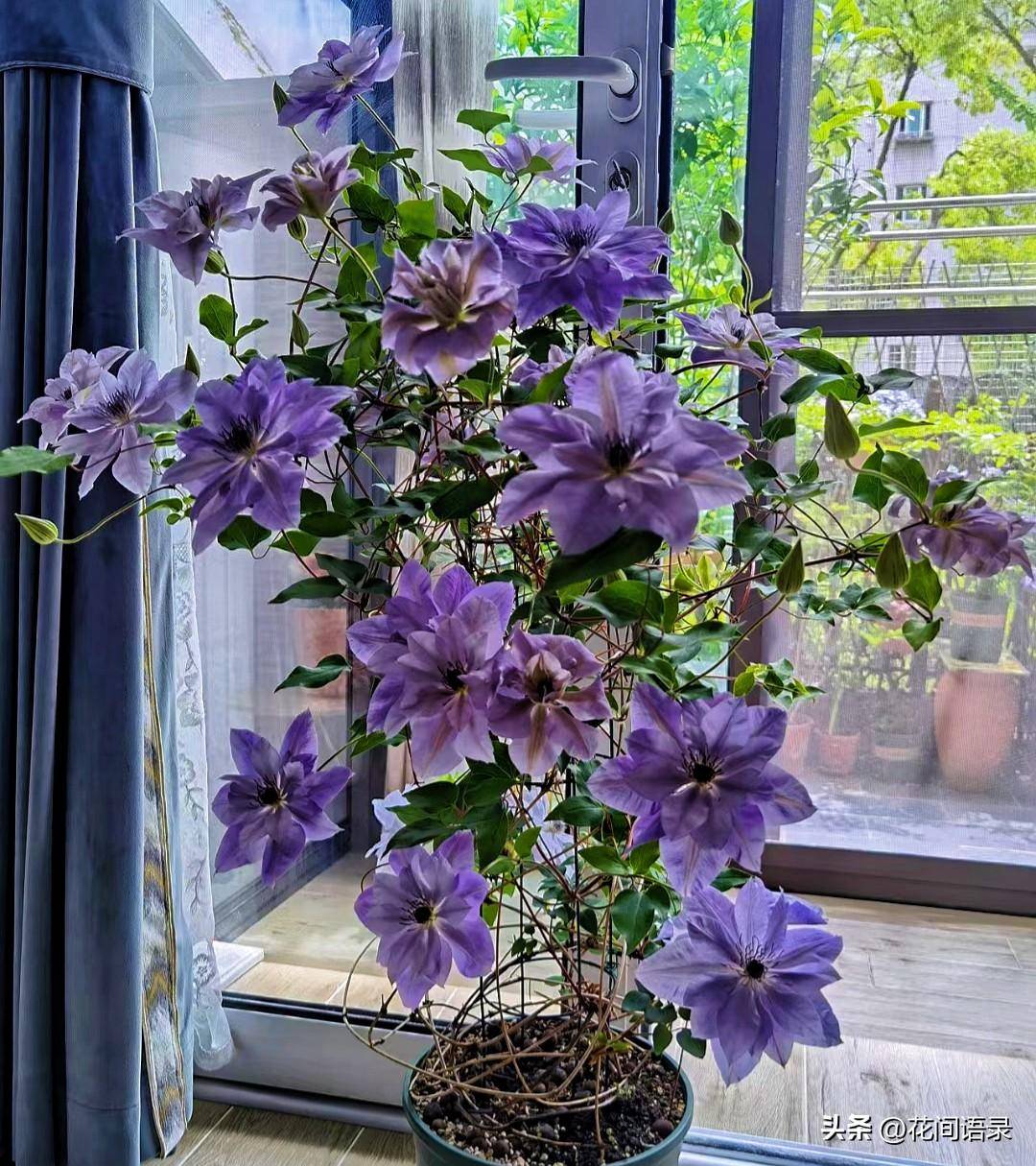 在南方这11种花太难养了_夏天_开花_牡丹花