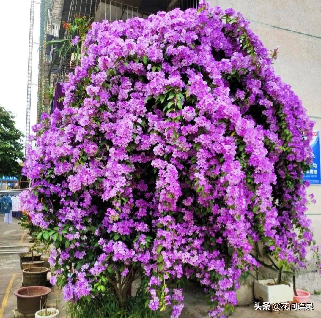 满花架或者院墙,8-10月迎来盛花期,粉紫色的花朵犹如铃铛一样挂满枝藤