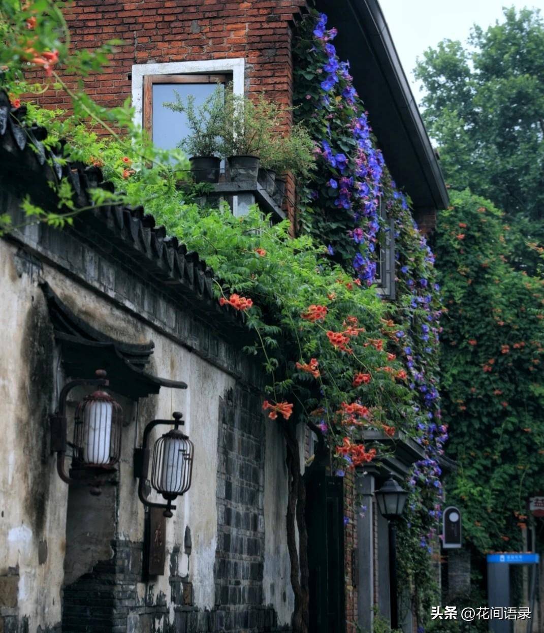 江苏南京这个小巷子里的花开得太美了